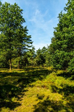 Behringer Heide - Bispingen - Aşağı Saksonya - Almanya 'nın eşsiz ve renkli manzarasında harika bir yürüyüş.