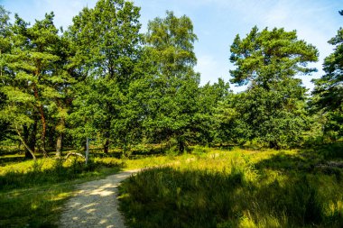Behringer Heide - Bispingen - Aşağı Saksonya - Almanya 'nın eşsiz ve renkli manzarasında harika bir yürüyüş.