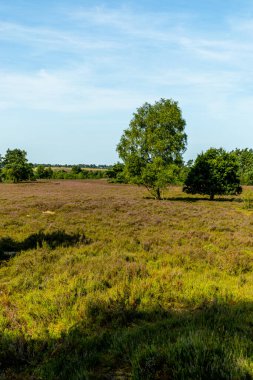 Behringer Heide - Bispingen - Aşağı Saksonya - Almanya 'nın eşsiz ve renkli manzarasında harika bir yürüyüş.