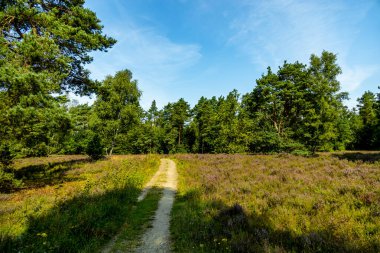 Behringer Heide - Bispingen - Aşağı Saksonya - Almanya 'nın eşsiz ve renkli manzarasında harika bir yürüyüş.