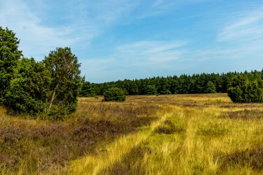 Behringer Heide - Bispingen - Aşağı Saksonya - Almanya 'nın eşsiz ve renkli manzarasında harika bir yürüyüş.