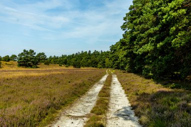 Behringer Heide - Bispingen - Aşağı Saksonya - Almanya 'nın eşsiz ve renkli manzarasında harika bir yürüyüş.