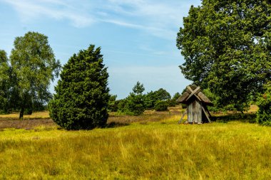Behringer Heide - Bispingen - Aşağı Saksonya - Almanya 'nın eşsiz ve renkli manzarasında harika bir yürüyüş.