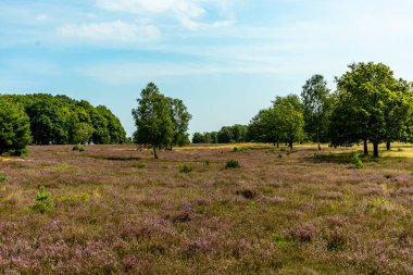 Behringer Heide - Bispingen - Aşağı Saksonya - Almanya 'nın eşsiz ve renkli manzarasında harika bir yürüyüş.