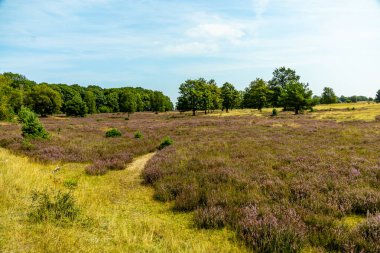 Behringer Heide - Bispingen - Aşağı Saksonya - Almanya 'nın eşsiz ve renkli manzarasında harika bir yürüyüş.