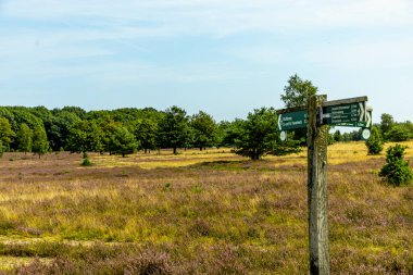 Behringer Heide - Bispingen - Aşağı Saksonya - Almanya 'nın eşsiz ve renkli manzarasında harika bir yürüyüş.