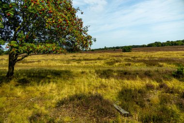 Behringer Heide - Bispingen - Aşağı Saksonya - Almanya 'nın eşsiz ve renkli manzarasında harika bir yürüyüş.