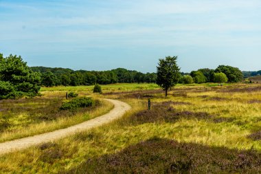 Behringer Heide - Bispingen - Aşağı Saksonya - Almanya 'nın eşsiz ve renkli manzarasında harika bir yürüyüş.