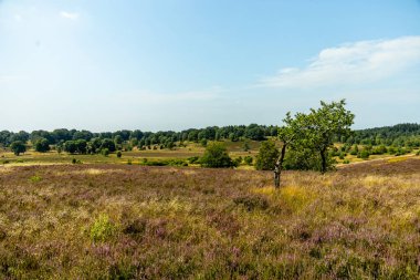 Behringer Heide - Bispingen - Aşağı Saksonya - Almanya 'nın eşsiz ve renkli manzarasında harika bir yürüyüş.