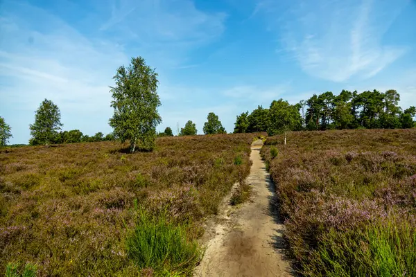 stock image A wonderful hike through the unique and colourful landscape of the Behringer Heide - Bispingen - Lower Saxony - Germany