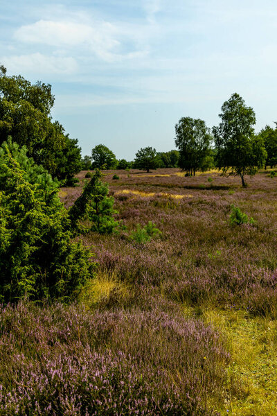 Прекрасный поход по уникальному и неповторимому ландшафту Хайде - Бишпа - Нижняя Саксония - Германия
