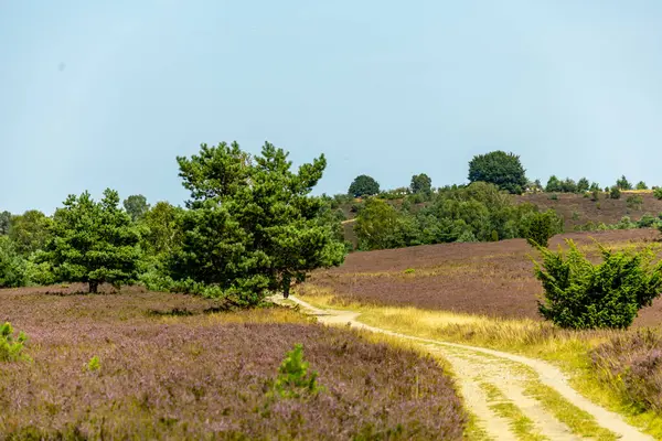 stock image A wonderful hike through the unique and colourful landscape of the Behringer Heide - Bispingen - Lower Saxony - Germany