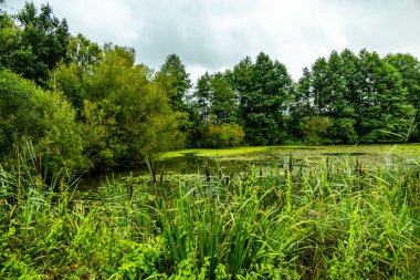 Österheide - Bispingen - Aşağı Saksonya - Almanya 'nın eşsiz ve renkli manzarasında harika bir yürüyüş.