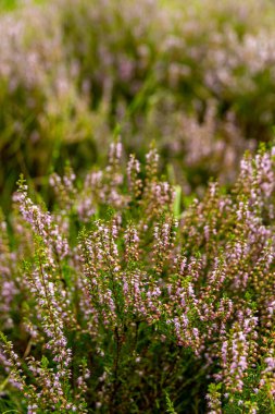 Österheide - Bispingen - Aşağı Saksonya - Almanya 'nın eşsiz ve renkli manzarasında harika bir yürüyüş.