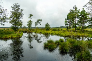 Österheide - Bispingen - Aşağı Saksonya - Almanya 'nın eşsiz ve renkli manzarasında harika bir yürüyüş.
