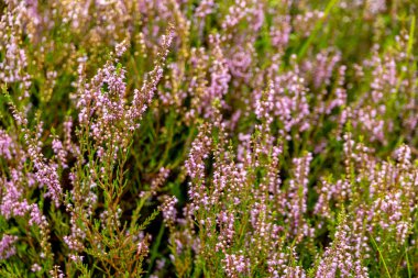 A wonderful hike through the unique and colourful landscape of the Osterheide - Bispingen - Lower Saxony - Germany clipart