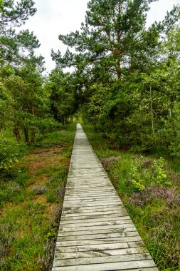 Österheide - Bispingen - Aşağı Saksonya - Almanya 'nın eşsiz ve renkli manzarasında harika bir yürüyüş.
