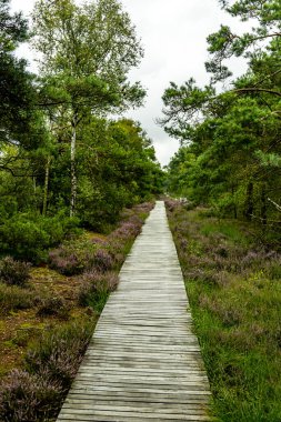 Österheide - Bispingen - Aşağı Saksonya - Almanya 'nın eşsiz ve renkli manzarasında harika bir yürüyüş.