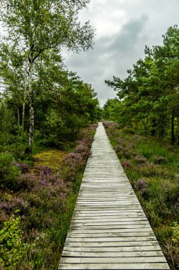 Österheide - Bispingen - Aşağı Saksonya - Almanya 'nın eşsiz ve renkli manzarasında harika bir yürüyüş.