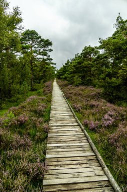 Österheide - Bispingen - Aşağı Saksonya - Almanya 'nın eşsiz ve renkli manzarasında harika bir yürüyüş.