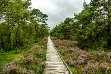 Österheide - Bispingen - Aşağı Saksonya - Almanya 'nın eşsiz ve renkli manzarasında harika bir yürüyüş.