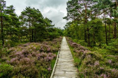 Österheide - Bispingen - Aşağı Saksonya - Almanya 'nın eşsiz ve renkli manzarasında harika bir yürüyüş.