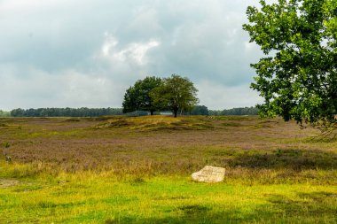 Österheide - Bispingen - Aşağı Saksonya - Almanya 'nın eşsiz ve renkli manzarasında harika bir yürüyüş.