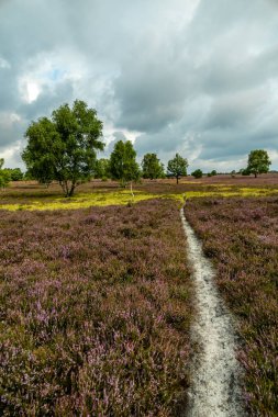 Österheide - Bispingen - Aşağı Saksonya - Almanya 'nın eşsiz ve renkli manzarasında harika bir yürüyüş.