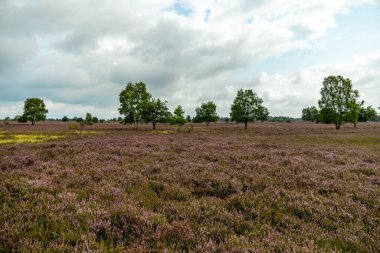 Österheide - Bispingen - Aşağı Saksonya - Almanya 'nın eşsiz ve renkli manzarasında harika bir yürüyüş.