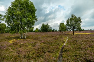 Österheide - Bispingen - Aşağı Saksonya - Almanya 'nın eşsiz ve renkli manzarasında harika bir yürüyüş.