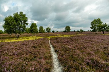 Österheide - Bispingen - Aşağı Saksonya - Almanya 'nın eşsiz ve renkli manzarasında harika bir yürüyüş.