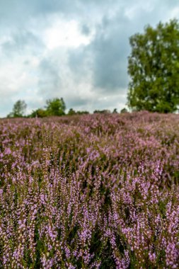Österheide - Bispingen - Aşağı Saksonya - Almanya 'nın eşsiz ve renkli manzarasında harika bir yürüyüş.