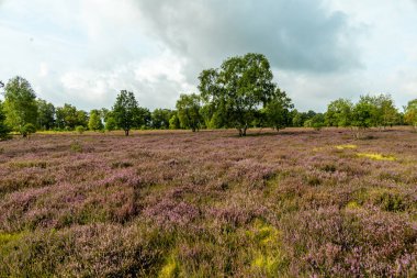 Österheide - Bispingen - Aşağı Saksonya - Almanya 'nın eşsiz ve renkli manzarasında harika bir yürüyüş.