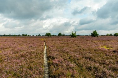 Österheide - Bispingen - Aşağı Saksonya - Almanya 'nın eşsiz ve renkli manzarasında harika bir yürüyüş.