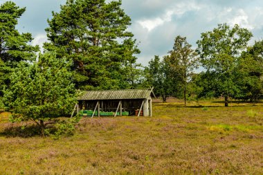 Österheide - Bispingen - Aşağı Saksonya - Almanya 'nın eşsiz ve renkli manzarasında harika bir yürüyüş.