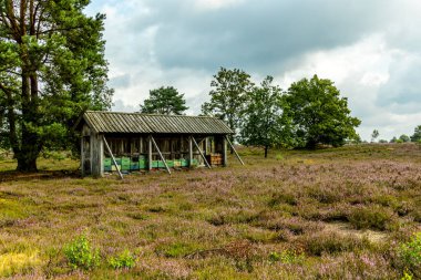 Österheide - Bispingen - Aşağı Saksonya - Almanya 'nın eşsiz ve renkli manzarasında harika bir yürüyüş.