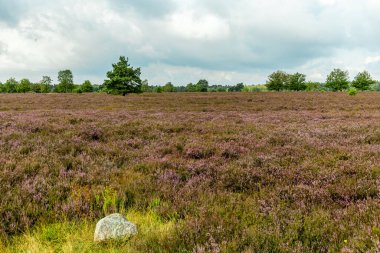Österheide - Bispingen - Aşağı Saksonya - Almanya 'nın eşsiz ve renkli manzarasında harika bir yürüyüş.