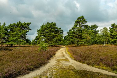 Österheide - Bispingen - Aşağı Saksonya - Almanya 'nın eşsiz ve renkli manzarasında harika bir yürüyüş.