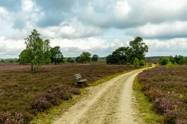 Österheide - Bispingen - Aşağı Saksonya - Almanya 'nın eşsiz ve renkli manzarasında harika bir yürüyüş.