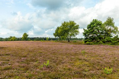 Österheide - Bispingen - Aşağı Saksonya - Almanya 'nın eşsiz ve renkli manzarasında harika bir yürüyüş.