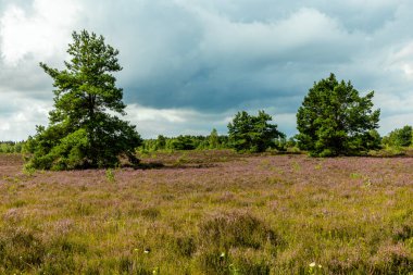 Österheide - Bispingen - Aşağı Saksonya - Almanya 'nın eşsiz ve renkli manzarasında harika bir yürüyüş.