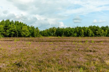 Österheide - Bispingen - Aşağı Saksonya - Almanya 'nın eşsiz ve renkli manzarasında harika bir yürüyüş.