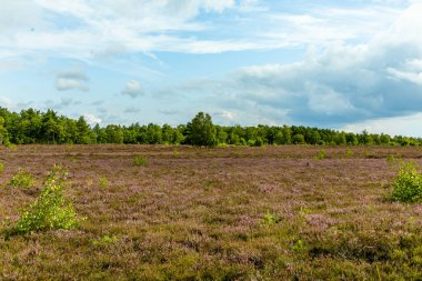 Österheide - Bispingen - Aşağı Saksonya - Almanya 'nın eşsiz ve renkli manzarasında harika bir yürüyüş.