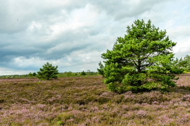 Österheide - Bispingen - Aşağı Saksonya - Almanya 'nın eşsiz ve renkli manzarasında harika bir yürüyüş.