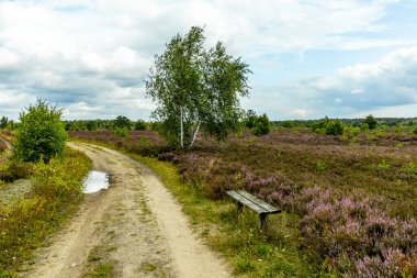 Österheide - Bispingen - Aşağı Saksonya - Almanya 'nın eşsiz ve renkli manzarasında harika bir yürüyüş.