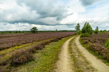 Österheide - Bispingen - Aşağı Saksonya - Almanya 'nın eşsiz ve renkli manzarasında harika bir yürüyüş.