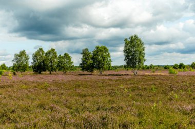 Österheide - Bispingen - Aşağı Saksonya - Almanya 'nın eşsiz ve renkli manzarasında harika bir yürüyüş.