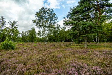 Österheide - Bispingen - Aşağı Saksonya - Almanya 'nın eşsiz ve renkli manzarasında harika bir yürüyüş.