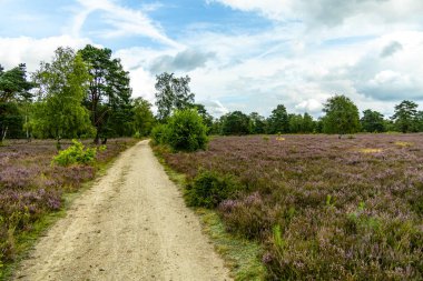 Österheide - Bispingen - Aşağı Saksonya - Almanya 'nın eşsiz ve renkli manzarasında harika bir yürüyüş.