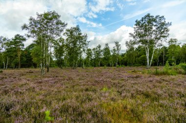 Österheide - Bispingen - Aşağı Saksonya - Almanya 'nın eşsiz ve renkli manzarasında harika bir yürüyüş.